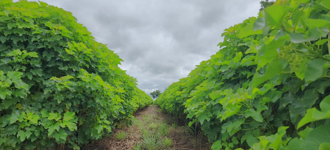 Sustainable Agricultural Practices