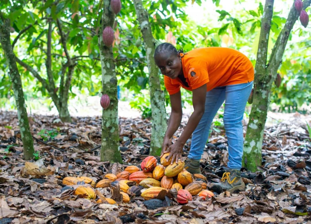 Cocoa Farming Consultation